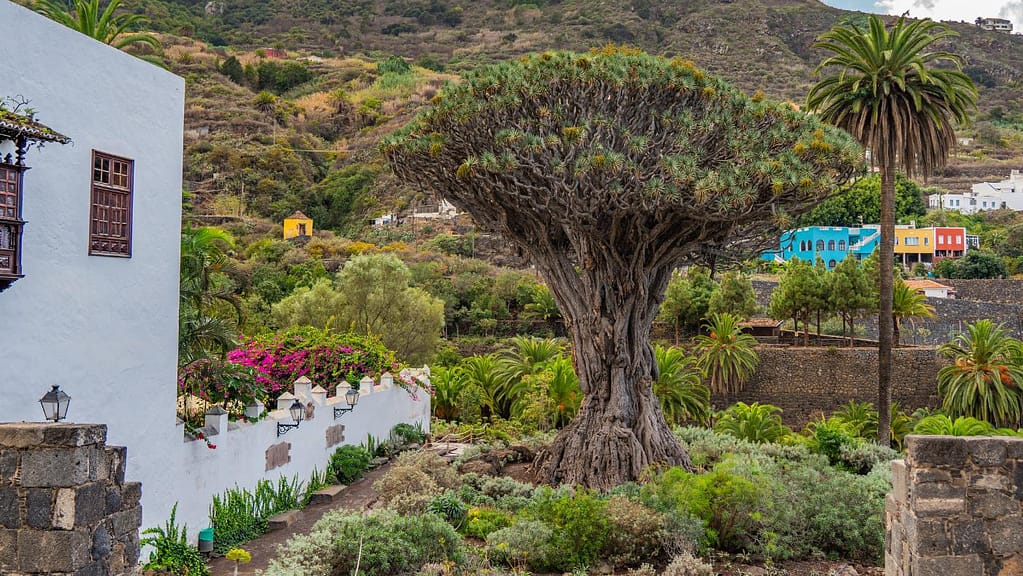Dragon Tree in Tenerife North - Icod de los Vinos