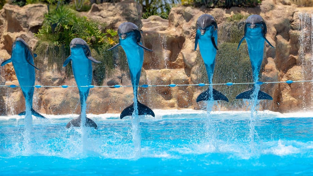 Tenerife's Loro Park Zoo - dolphin show