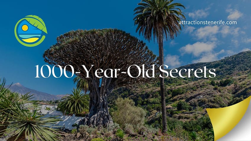 Dragon Tree in Tenerife North - Icod de los Vinos - featured image