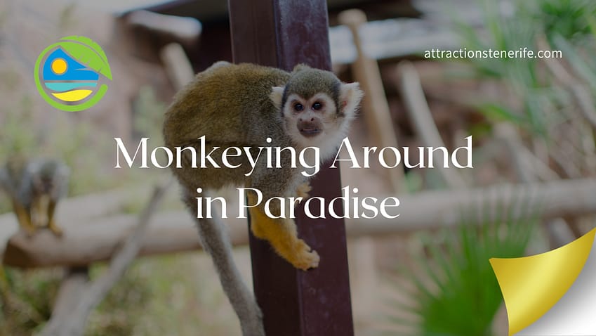 Ring tail lemur in Monkey Park in Tenerife